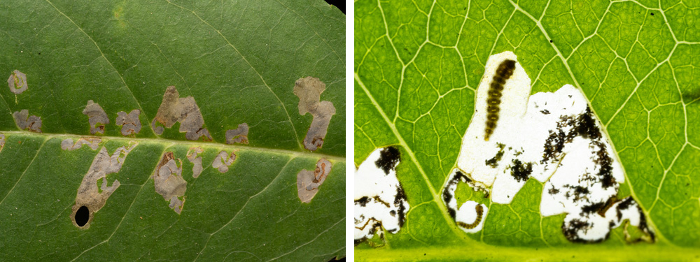 this is a placeholder image