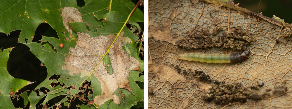 this is a placeholder image