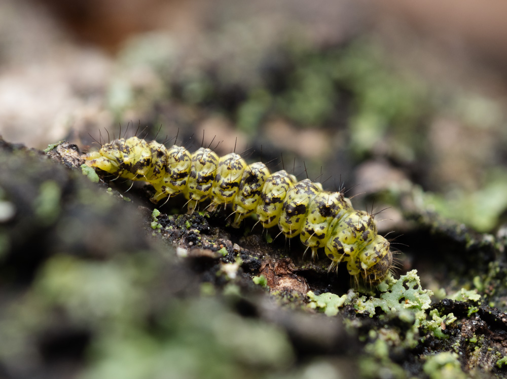 Clemensia sp. caterpillar