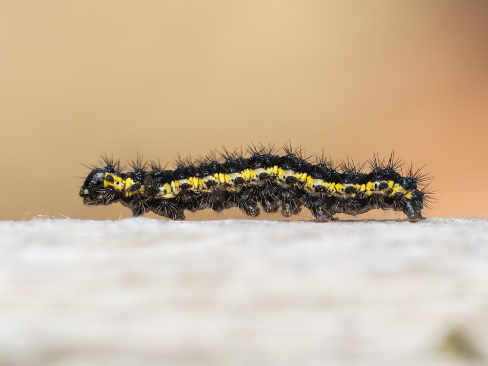 Haploa sp. caterpillar